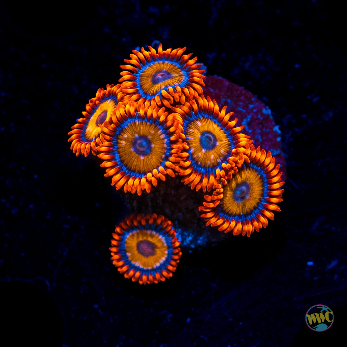 WWC Oxide Zoanthids