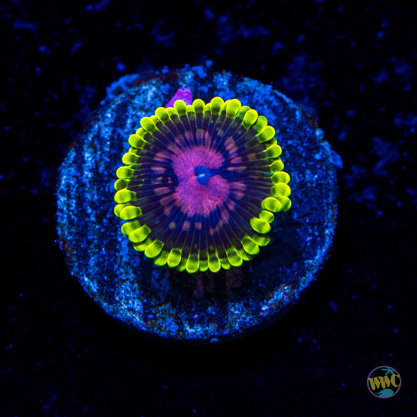 Scarlet Fever Zoanthids