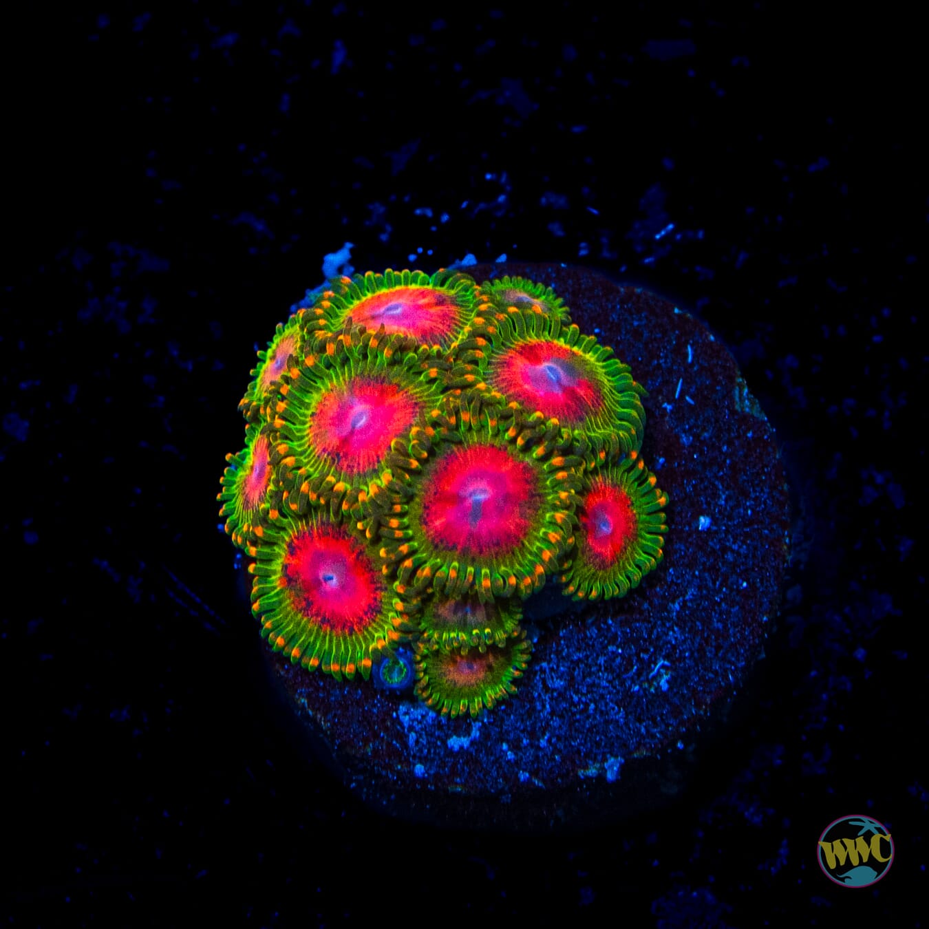 Awesome Blossom Zoanthids