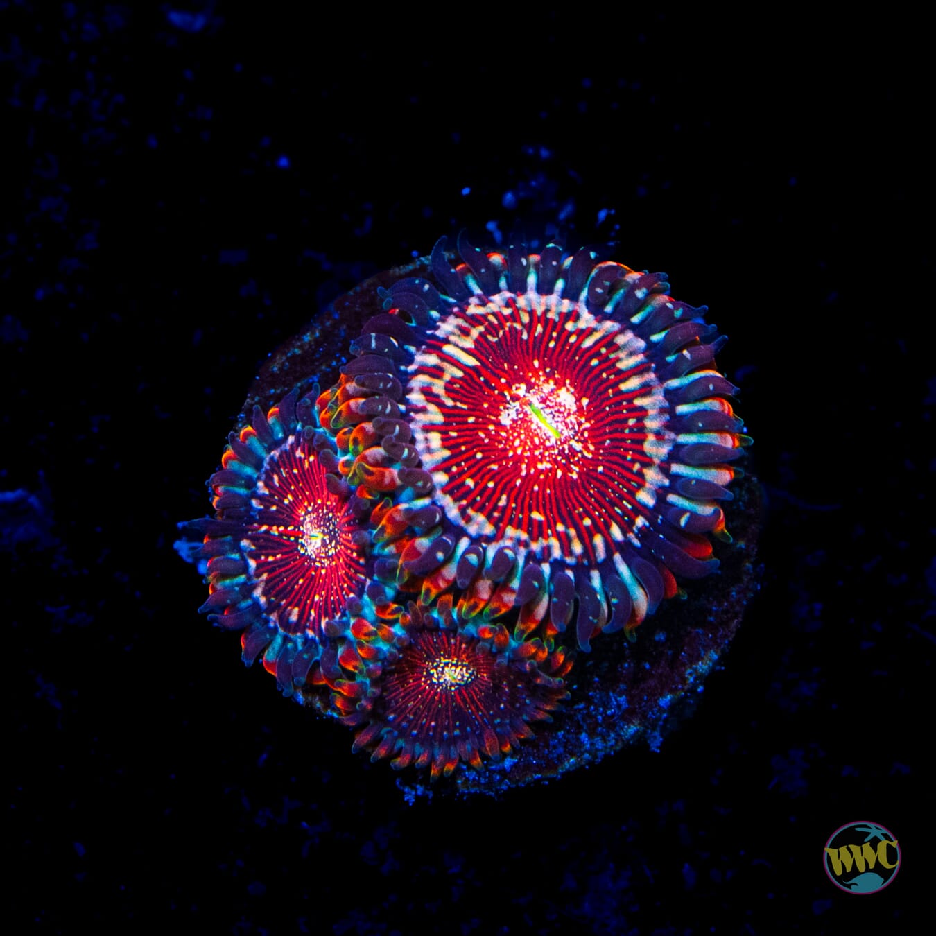Salted Agave Zoanthids