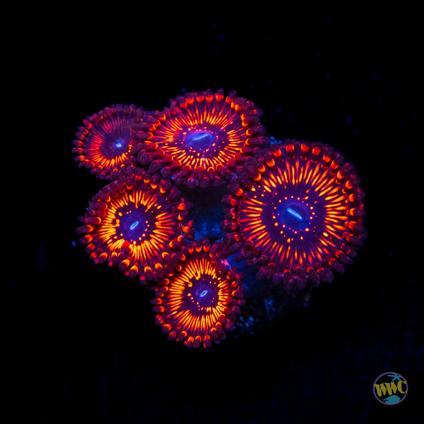 WWC Balrog Zoanthids