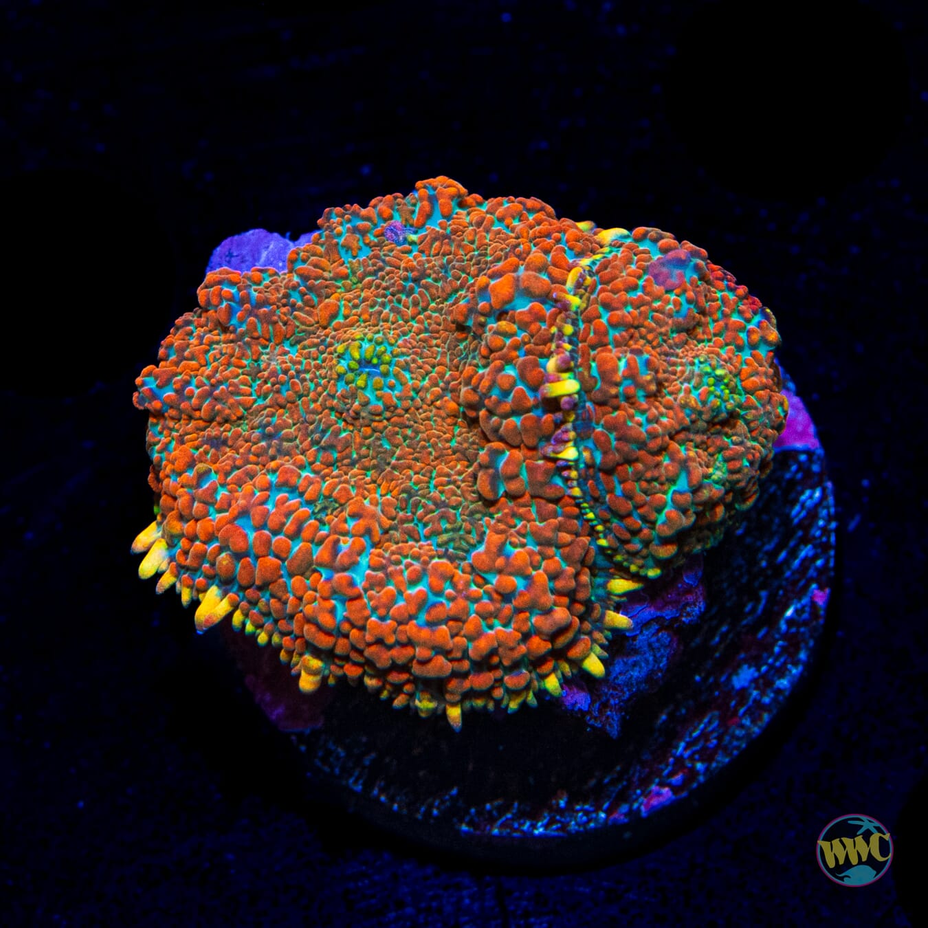 Orange Crush Rhodactis Mushroom