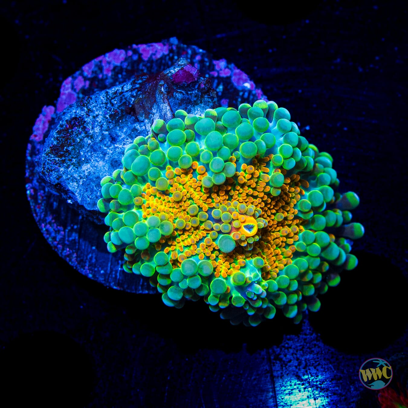 Tropical Sunrise Yuma Mushroom