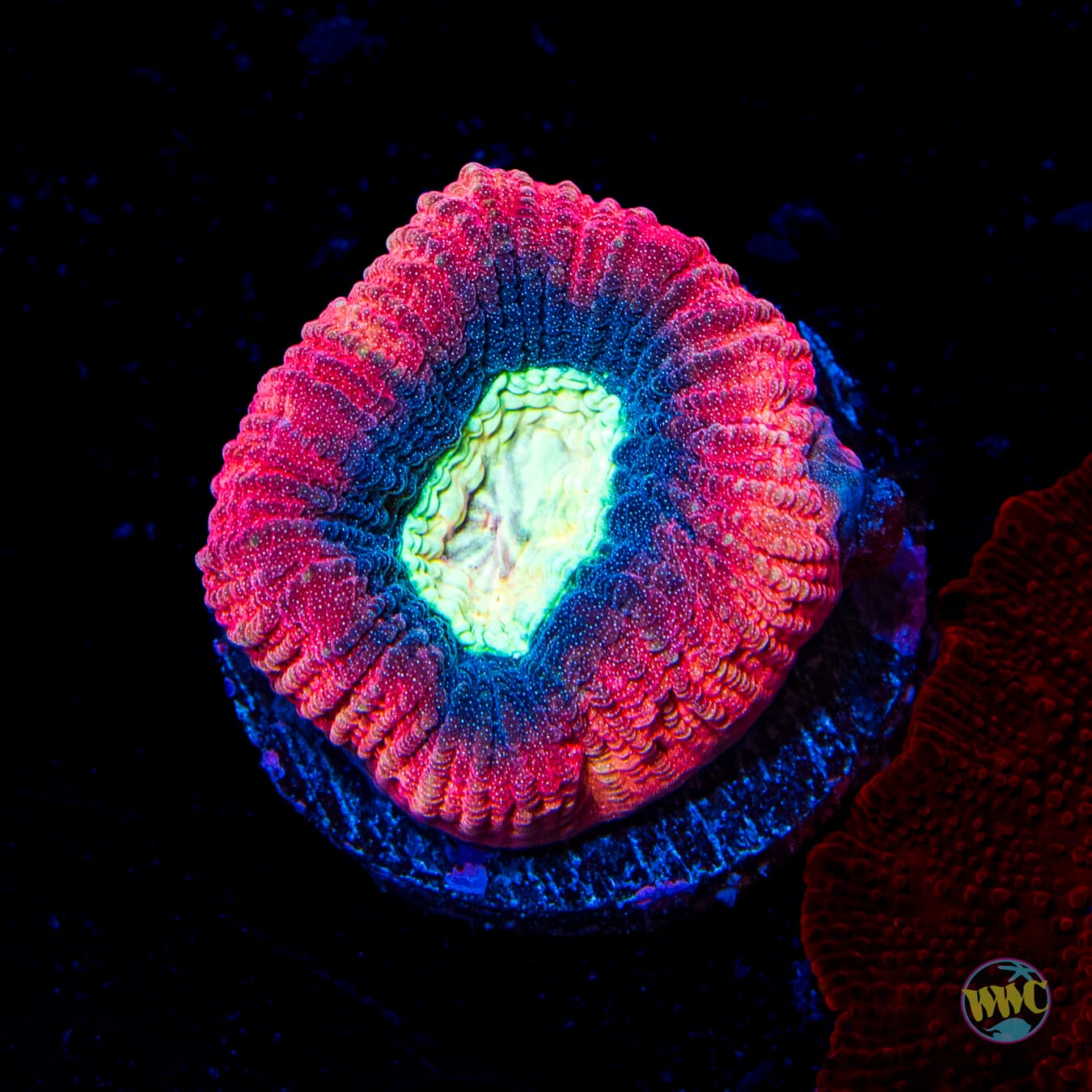Sea Monster Goniastrea
