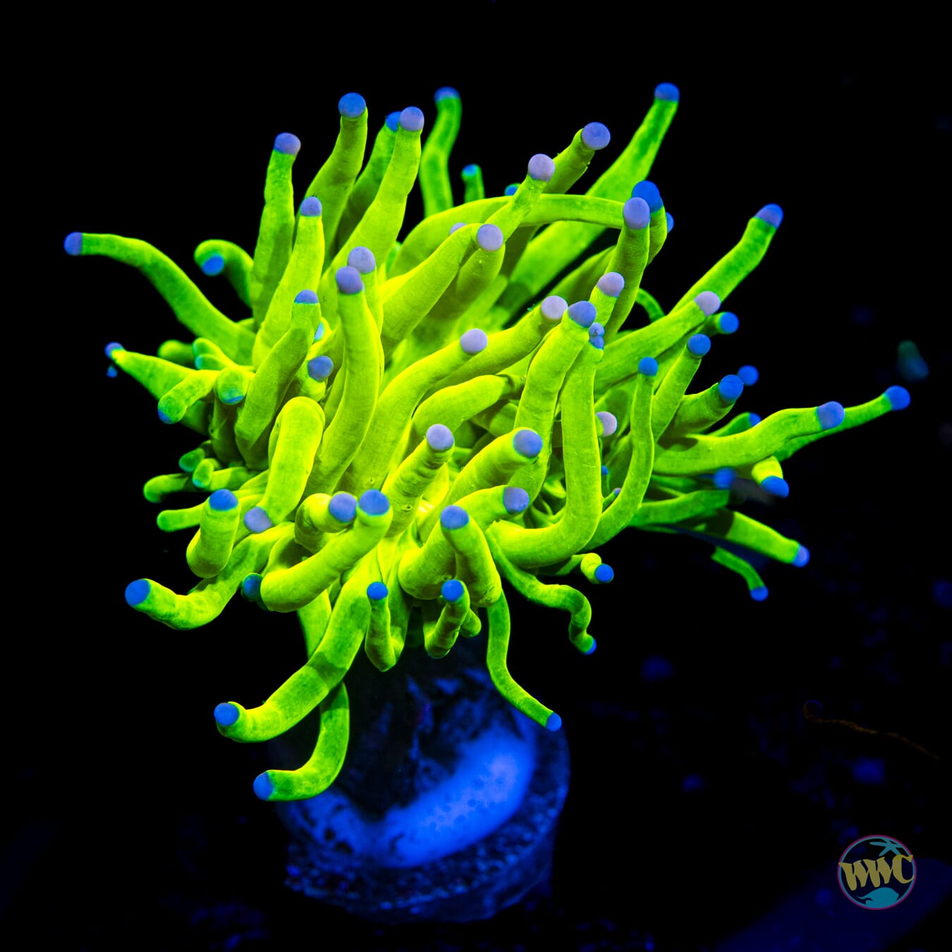 Bicolor Tipped Cotton Candy Torch