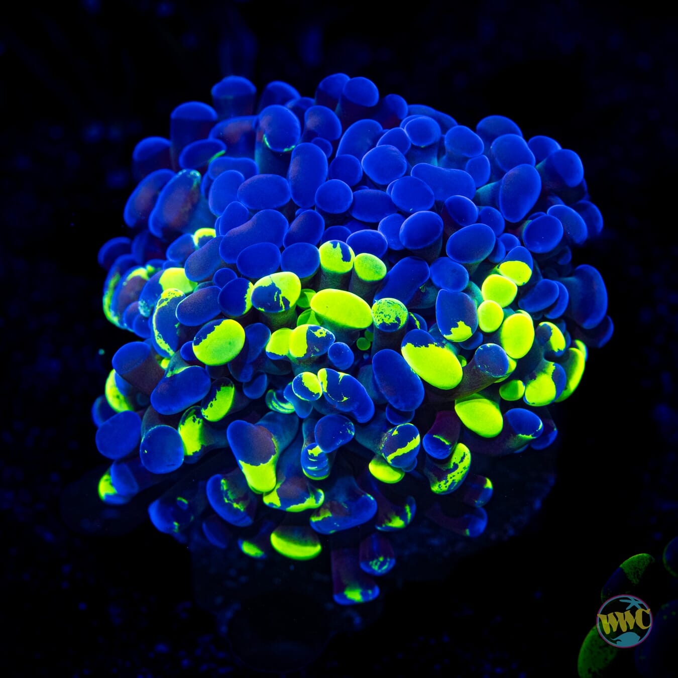 Ultimate Splatter Branching Hammer