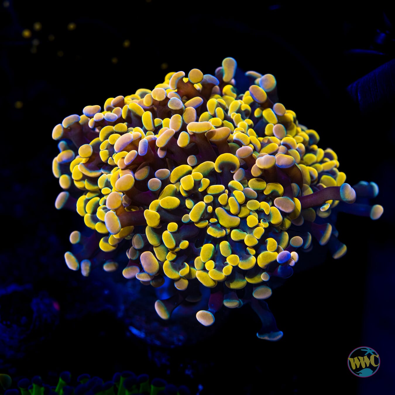 WWC Rainbow Branching Hammer