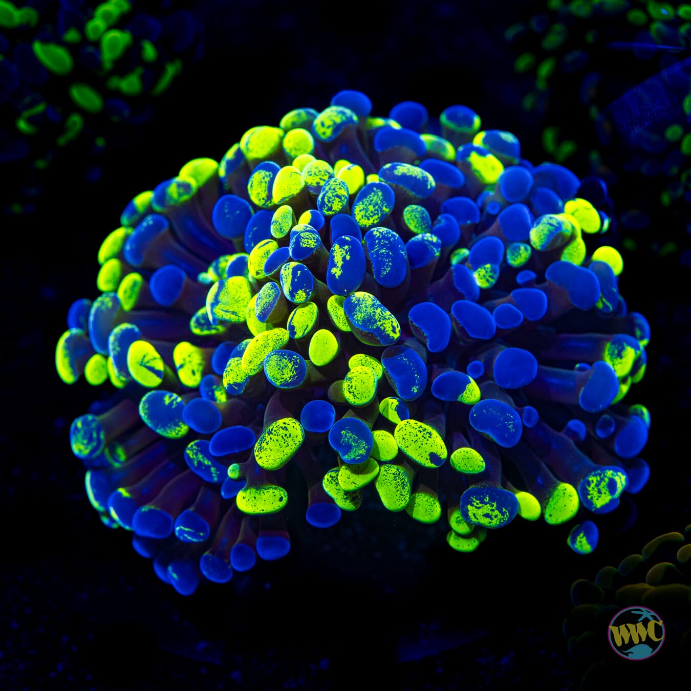 WWC Neon Freon Branching Hammer