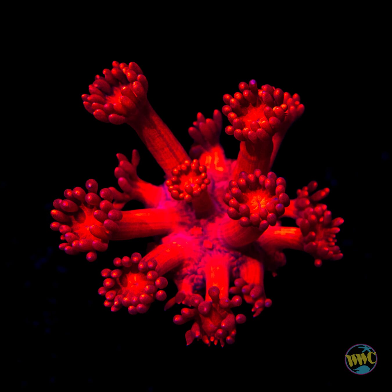 Inferno Goniopora