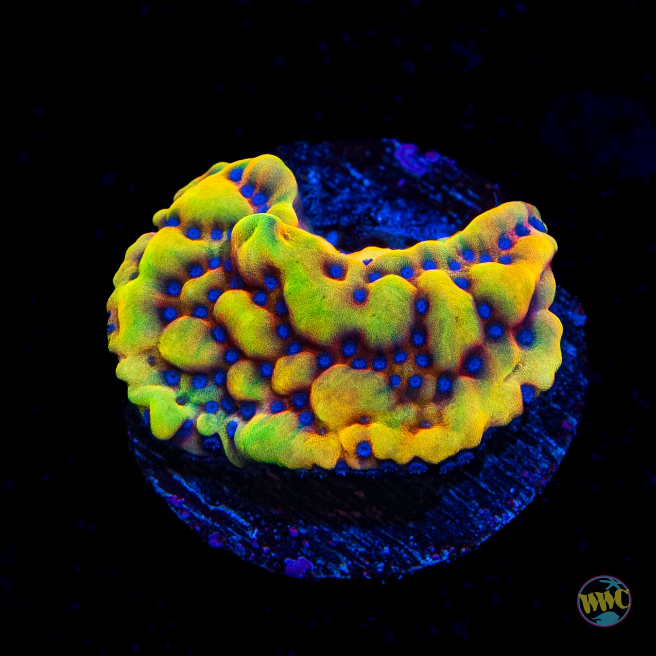 Jaggernaught Montipora