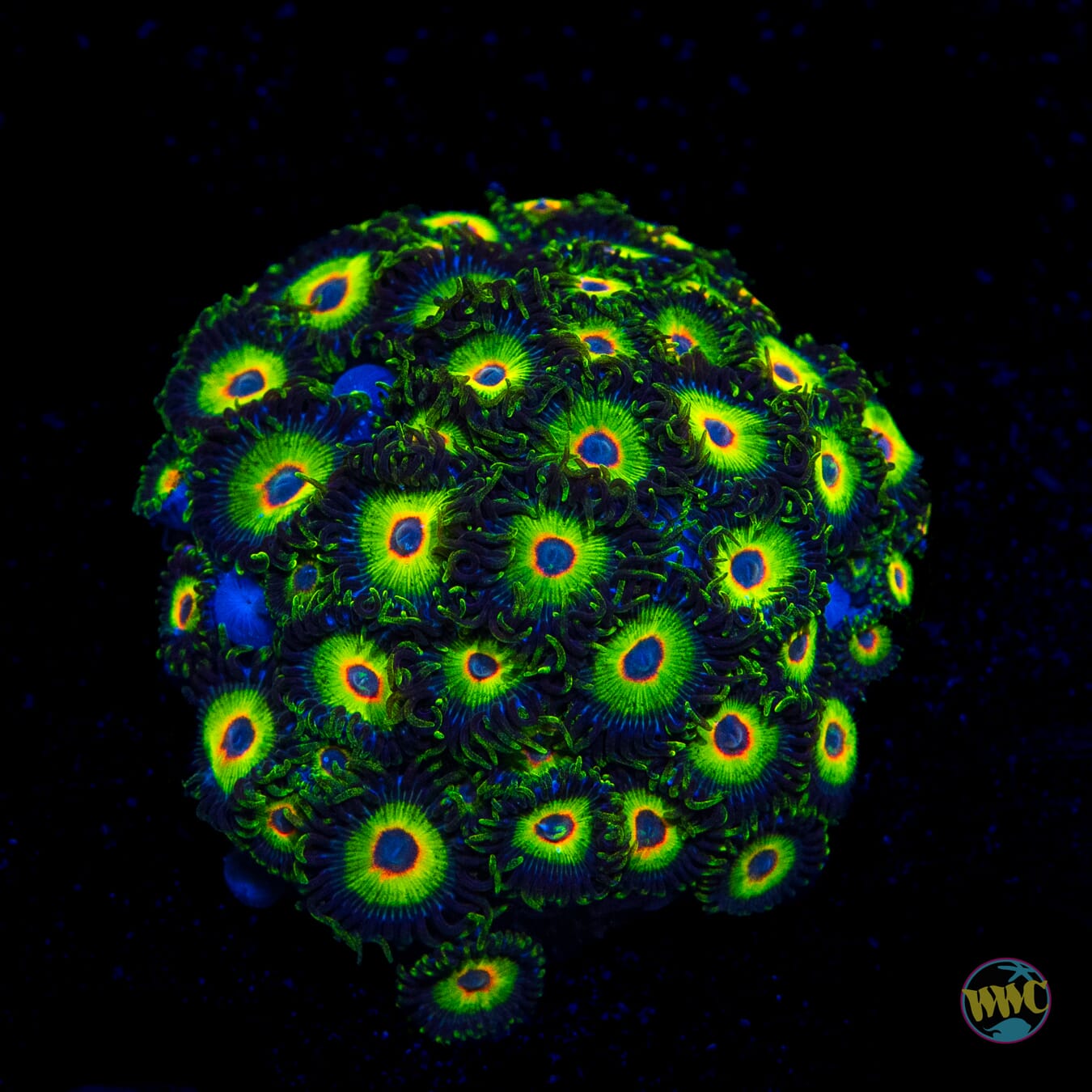 WWC Island Time Zoanthids
