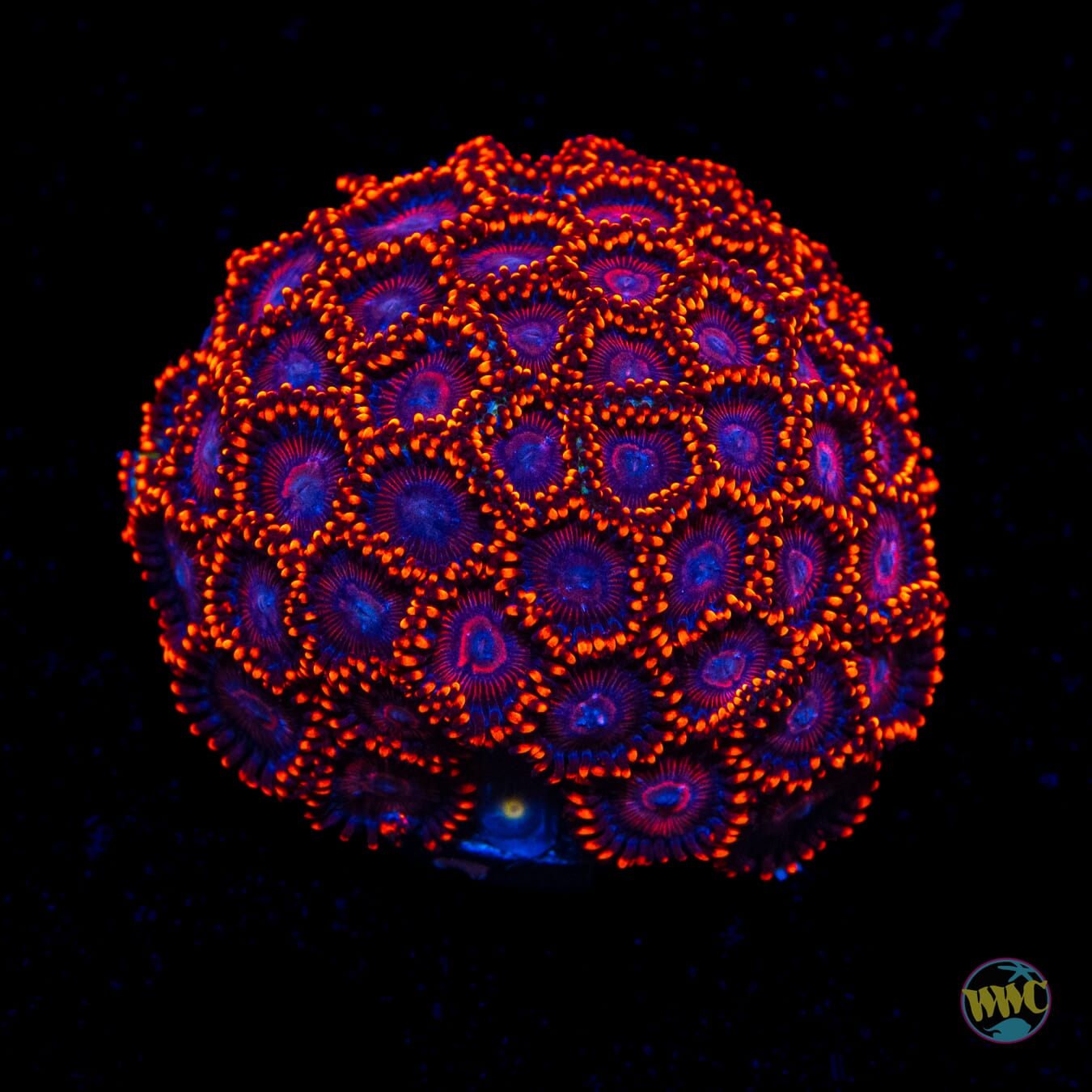 WWC Flaming Dragon Zoanthids