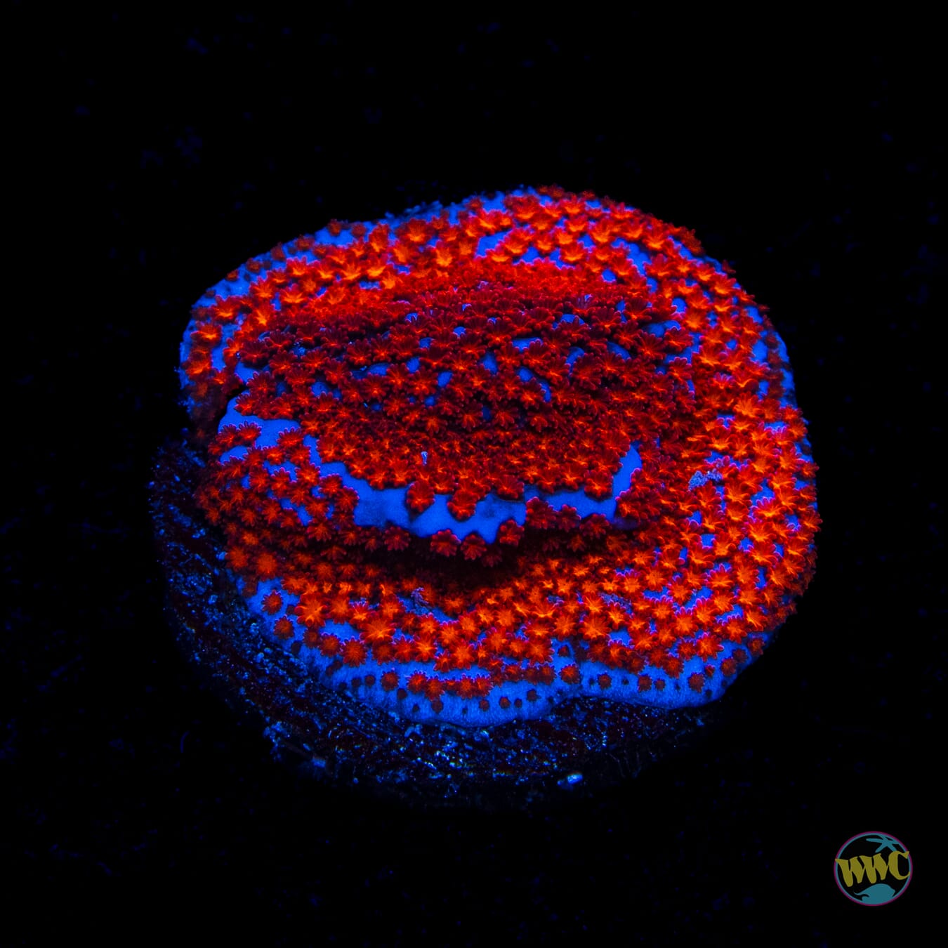 Superman Montipora
