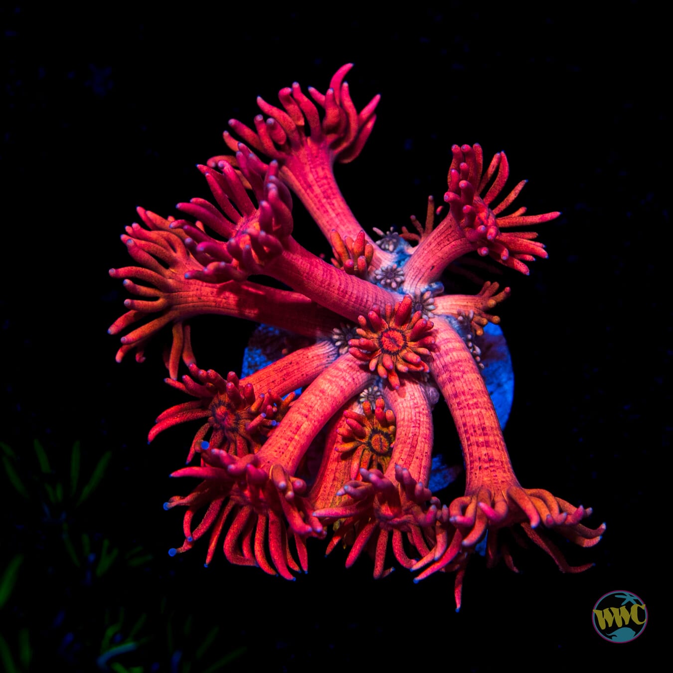Dragon Juice Goniopora