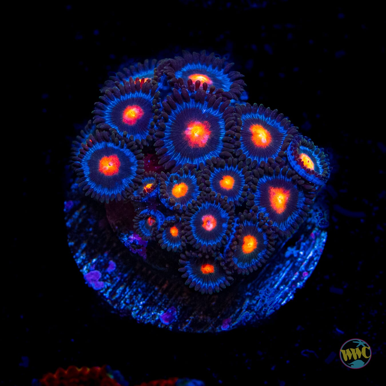 Implosion Zoanthids