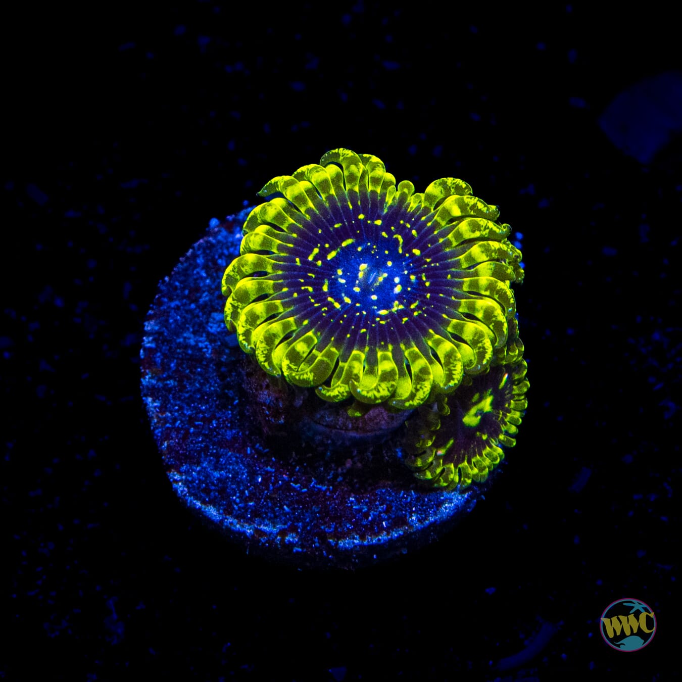 Exosphere Zoanthids