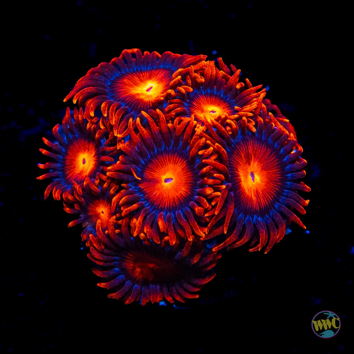 Bam Bam Zoanthids