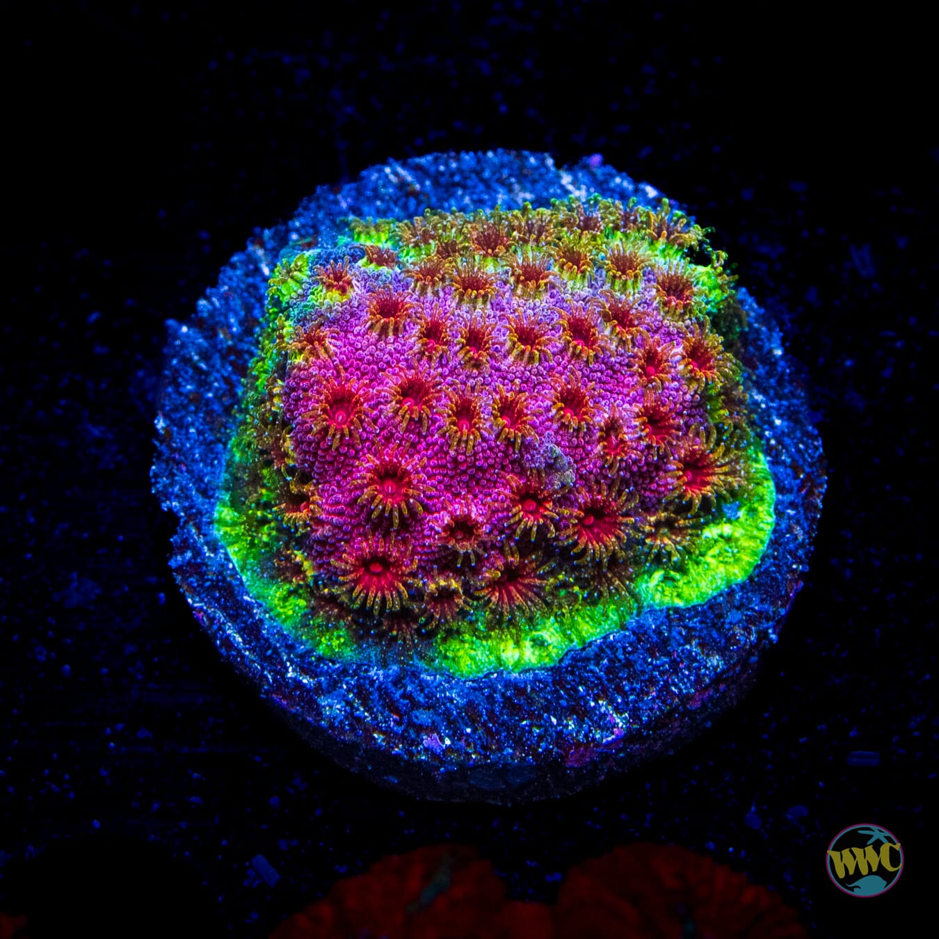 WWC Bronco Berry Cyphastrea