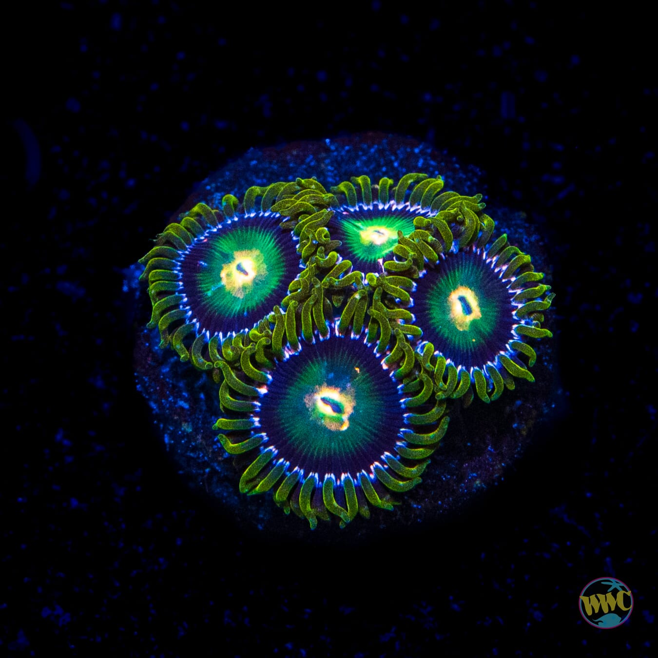 WWC Cosmic Dragon Eye Zoanthids