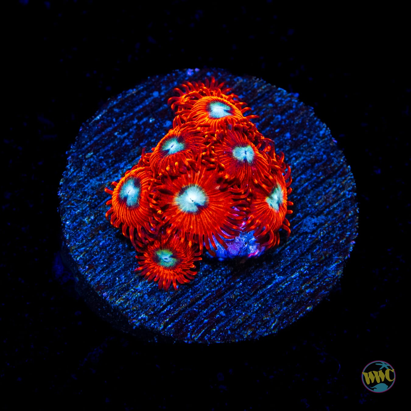 Charmander Zoanthids