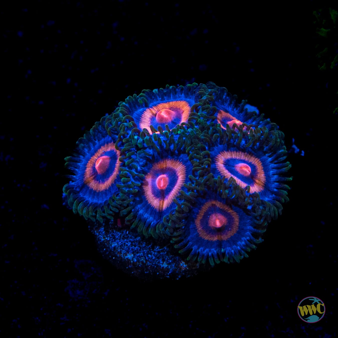 Supergirls Zoanthids