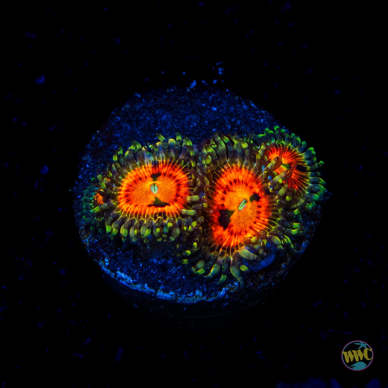 Bowtie Blaster Zoanthids