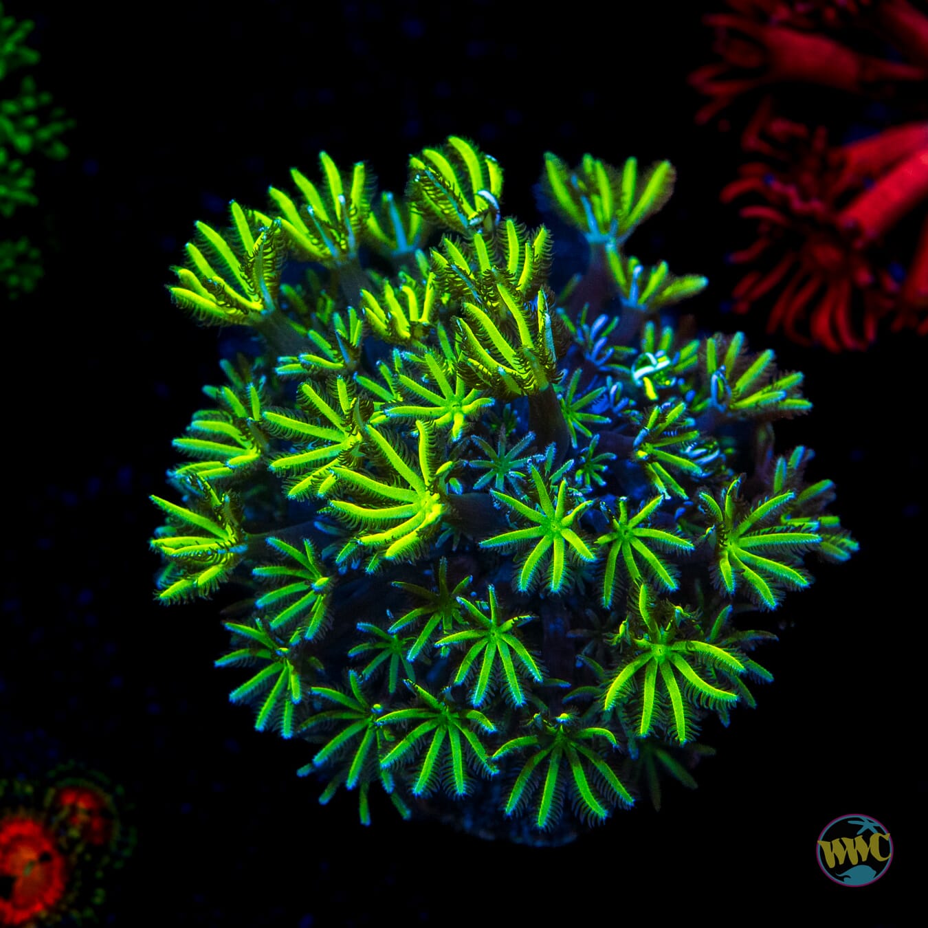 WWC Neon Pipe Organ