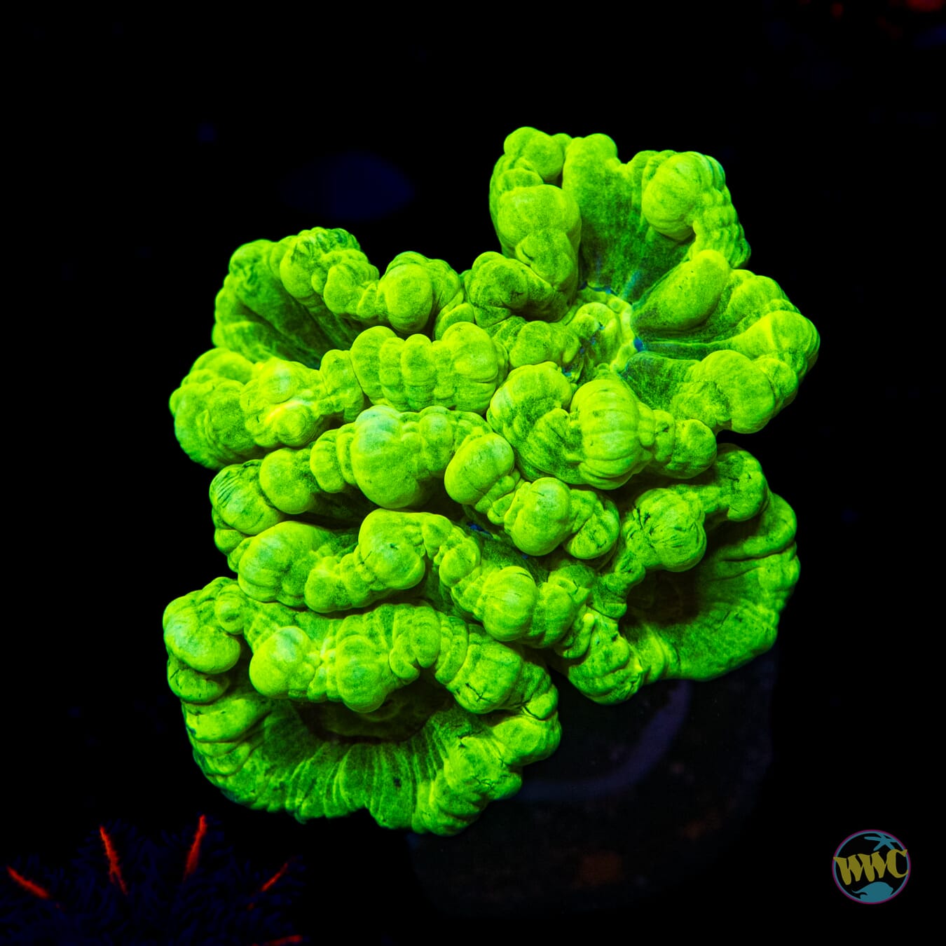 Ultra Green Candy Cane Coral