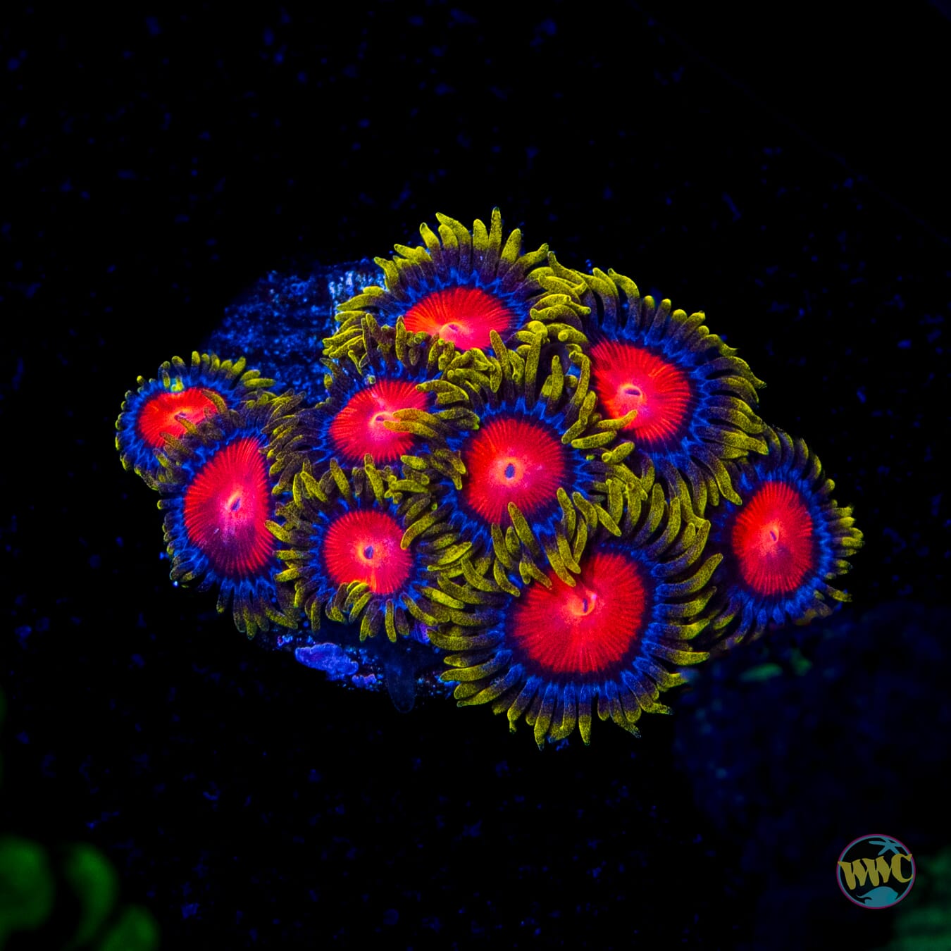 Yellow Brick Road Zoanthids