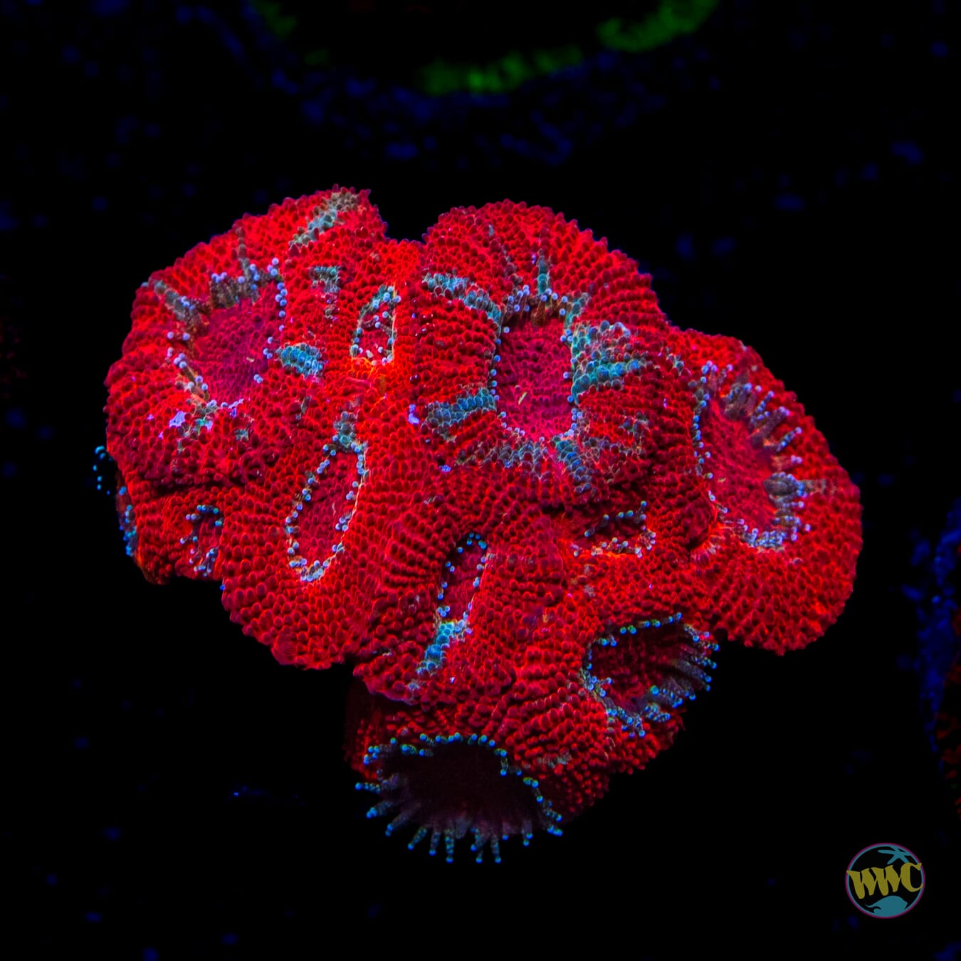 Little Red Micromussa