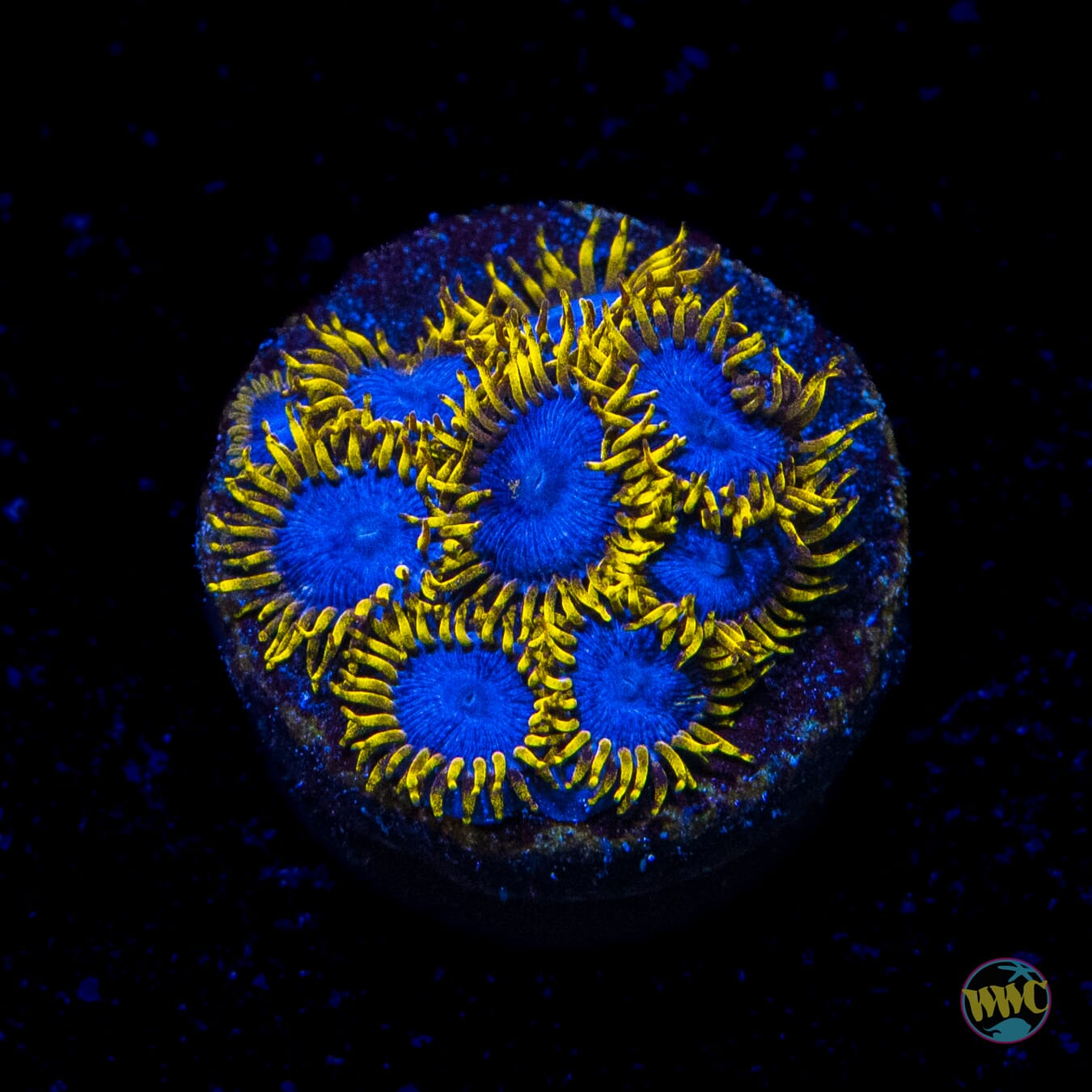 WWC Blue Angels Zoanthids