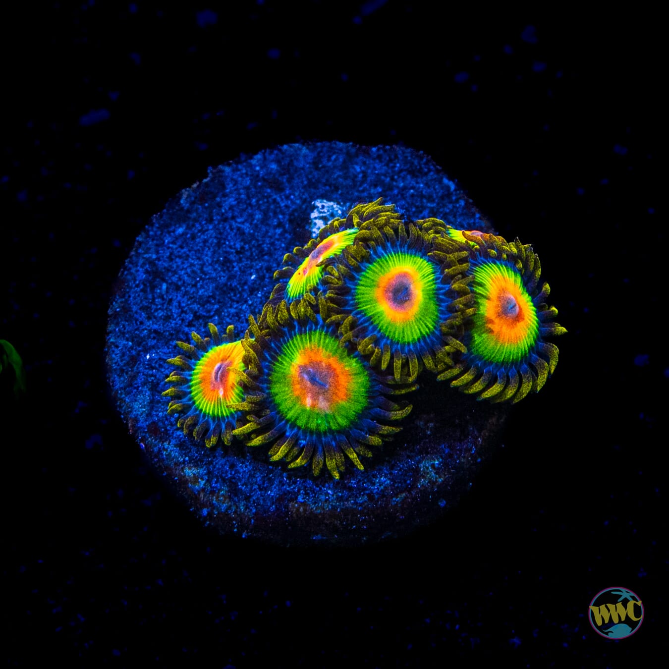 Rasta Zoanthids