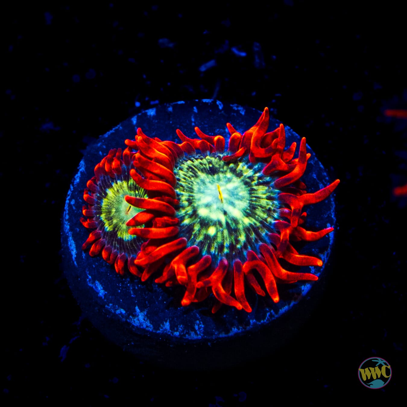WWC Astral Shift Zoanthid