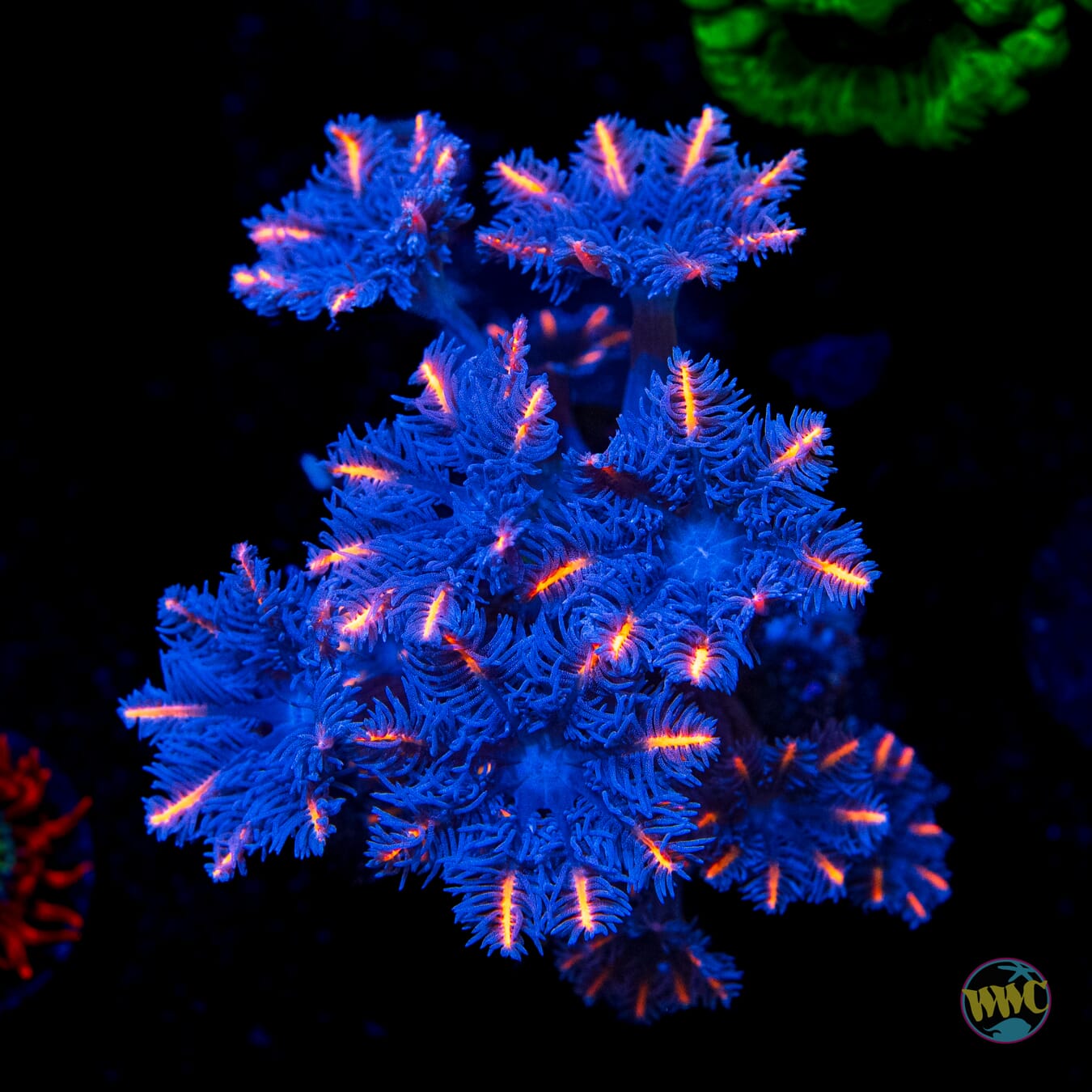 WWC Florida Squeeze Clove Polyps