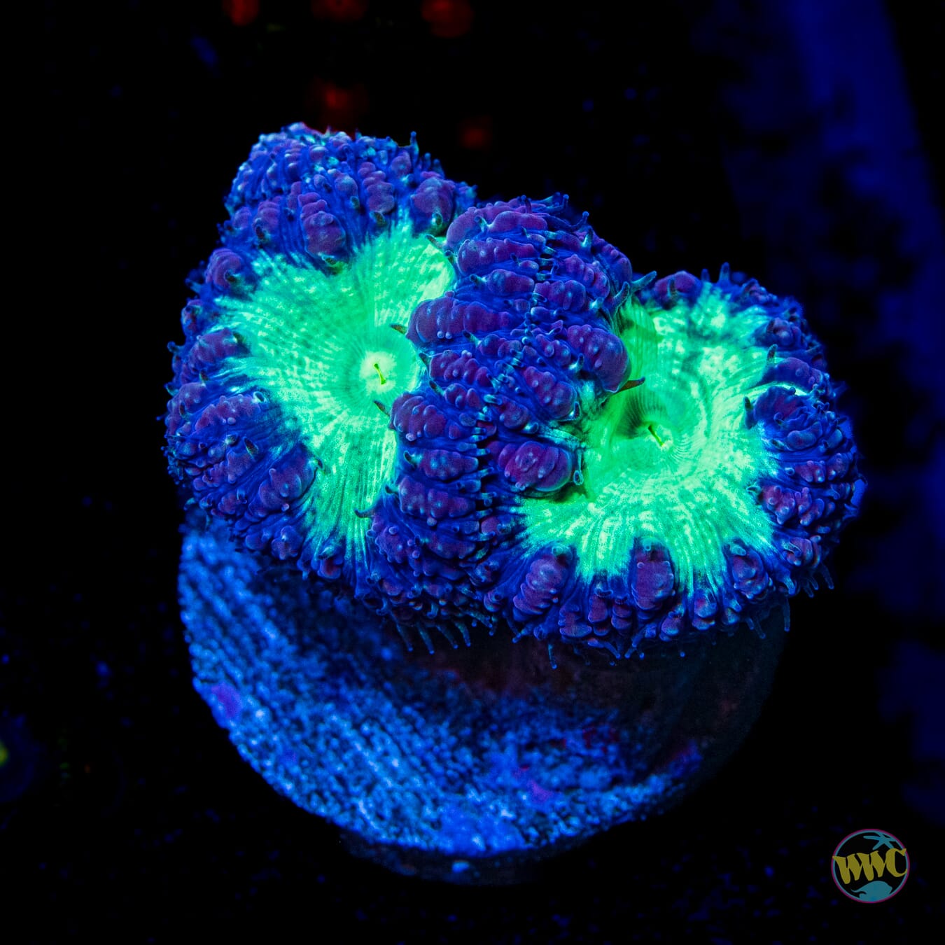 Neon Blastomussa