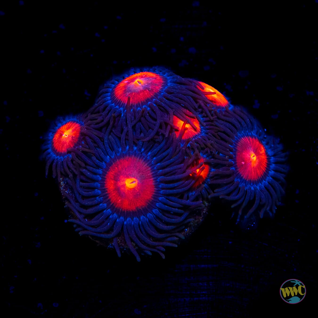 WWC Burning Mans Zoanthids
