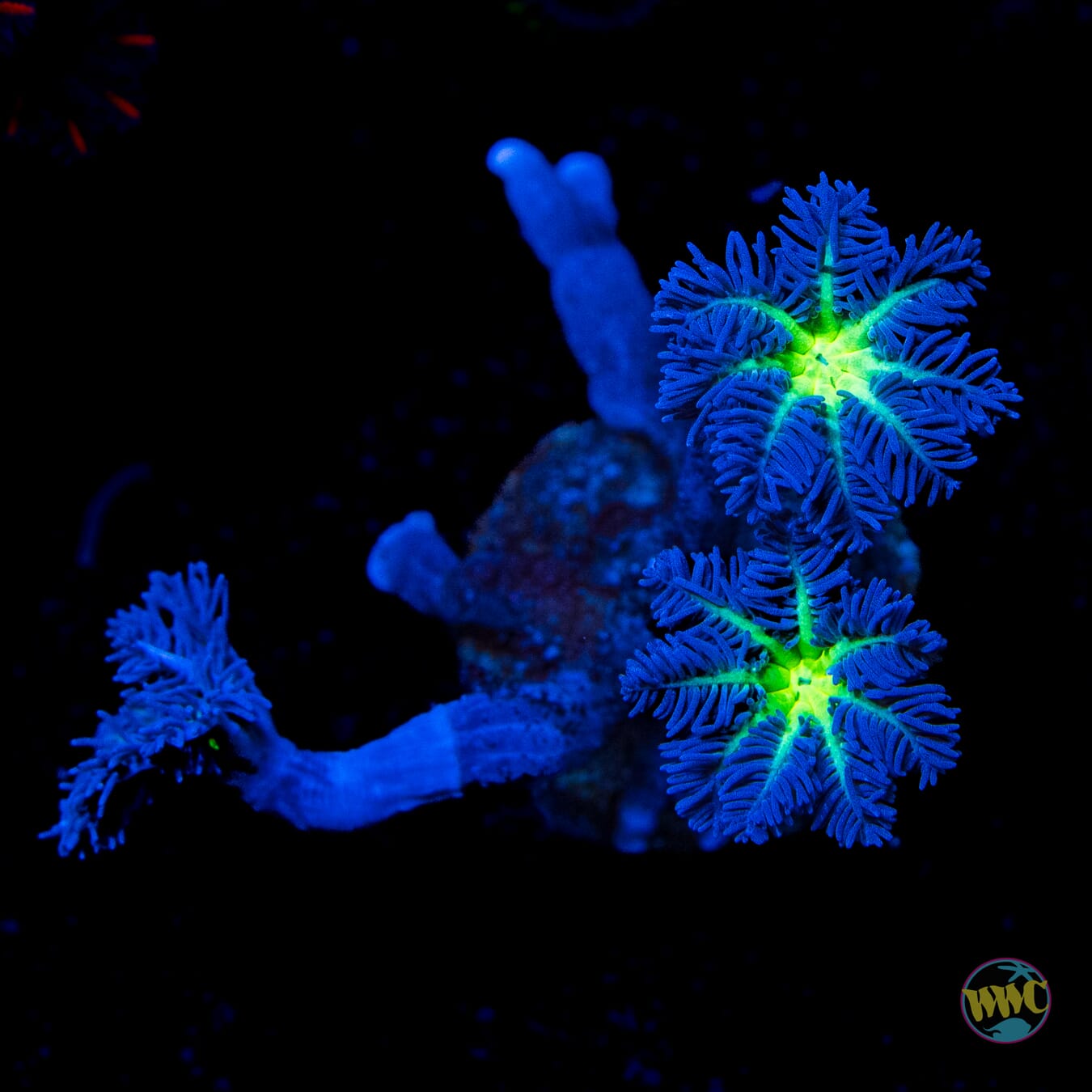 Neon Clove Polyps