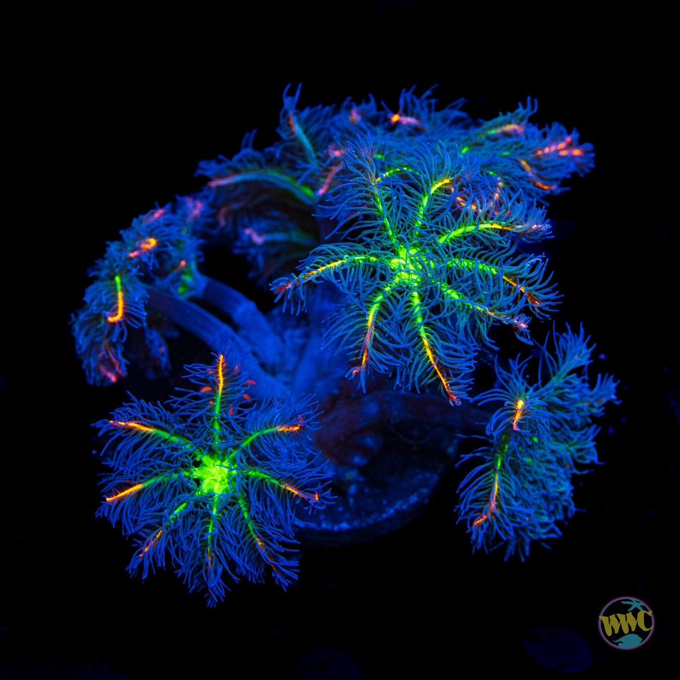 WWC High Voltage Clove Polyps