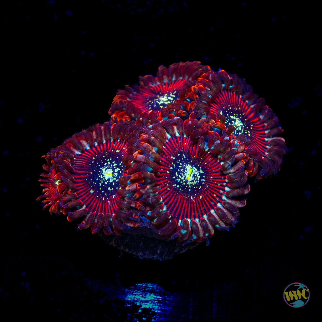 Magician Zoanthids