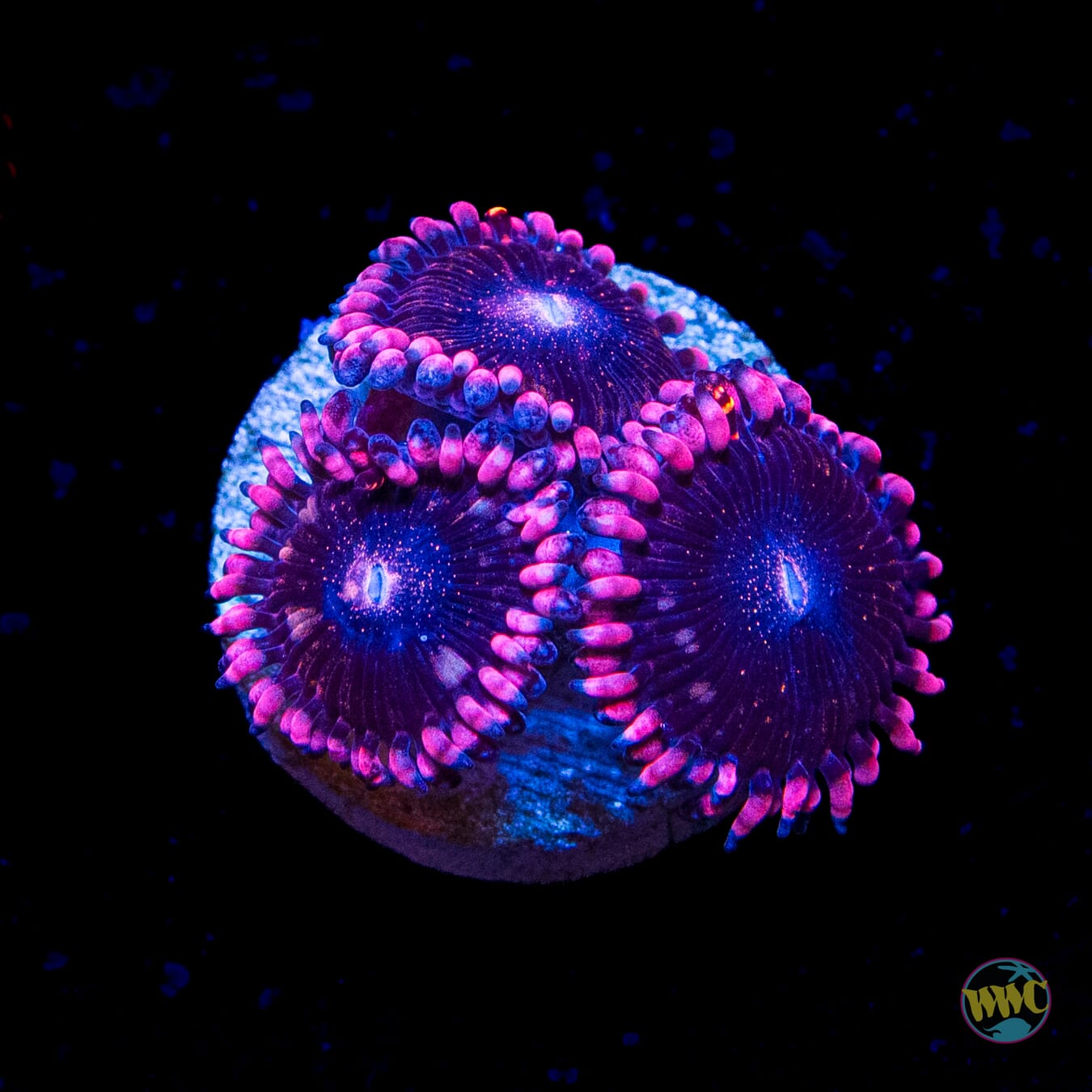 WWC Laffy Taffy Zoanthids