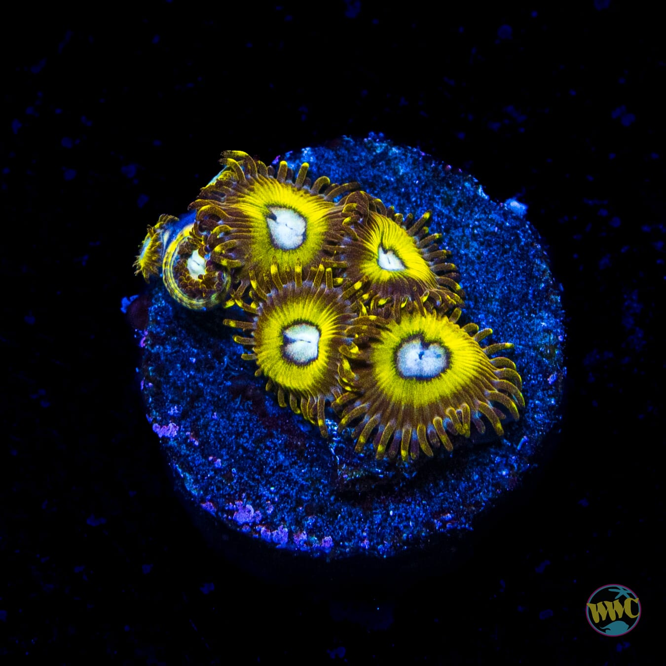 Pikachu Zoanthids
