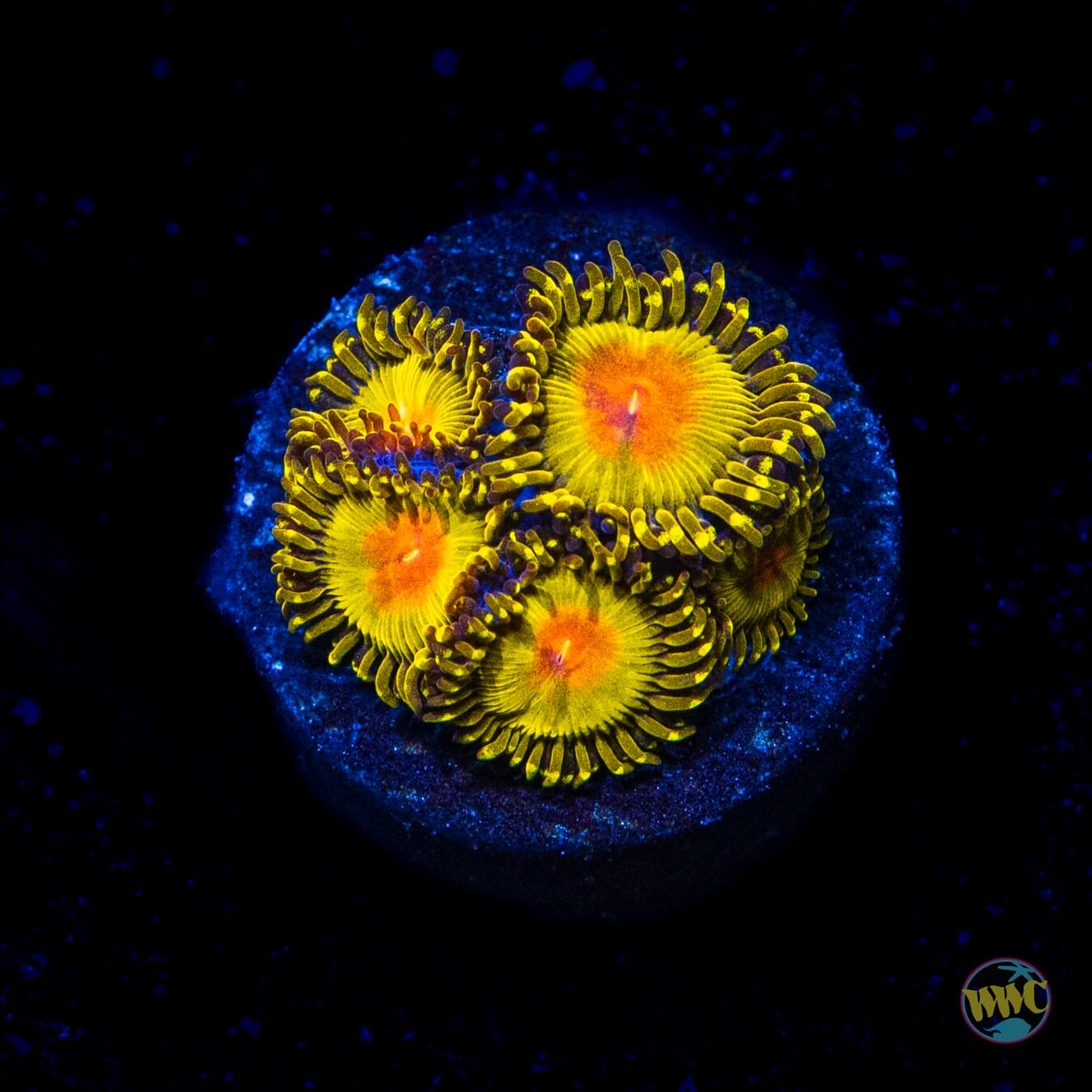 WWC Golden Gods Zoanthids