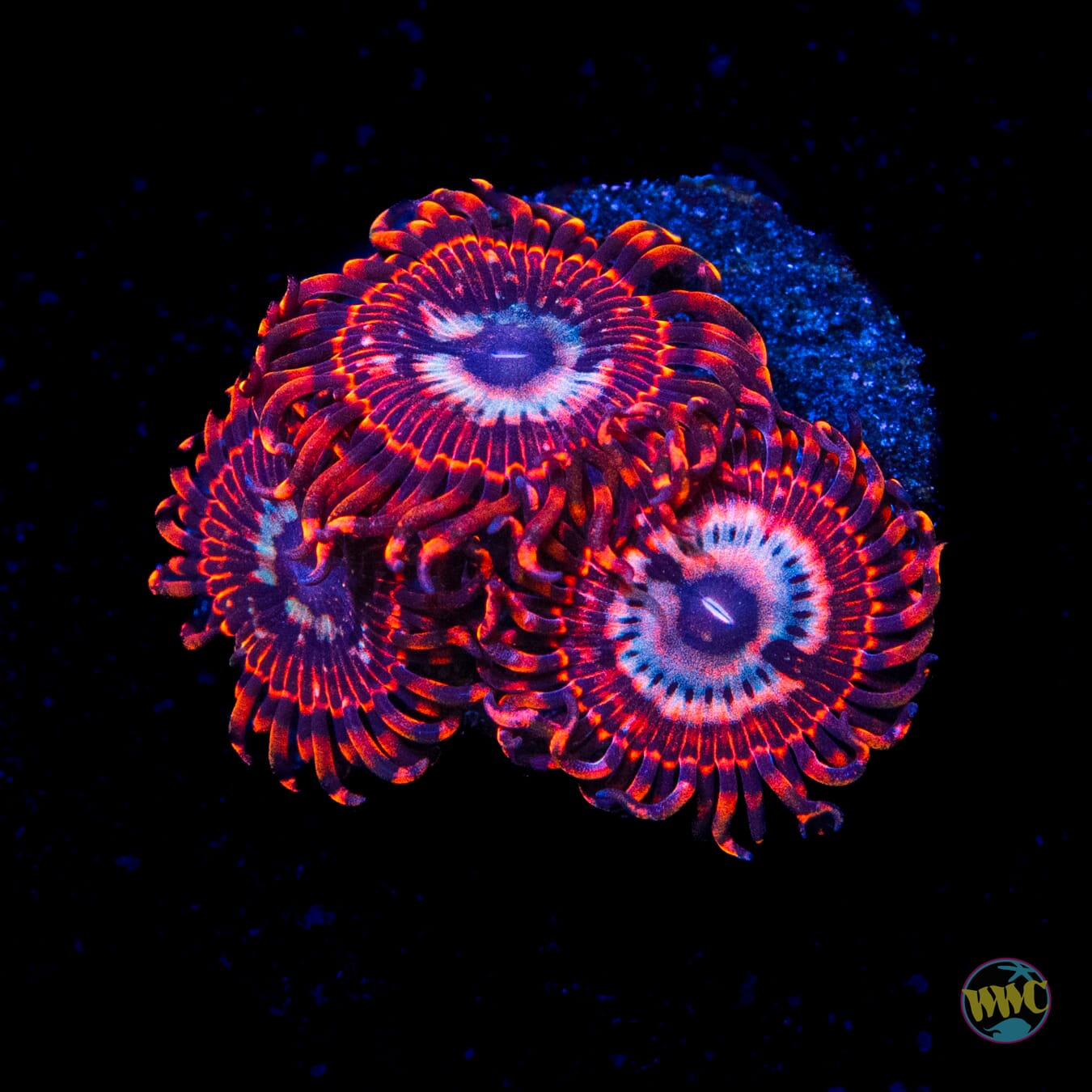 Utter Peace Zoanthids