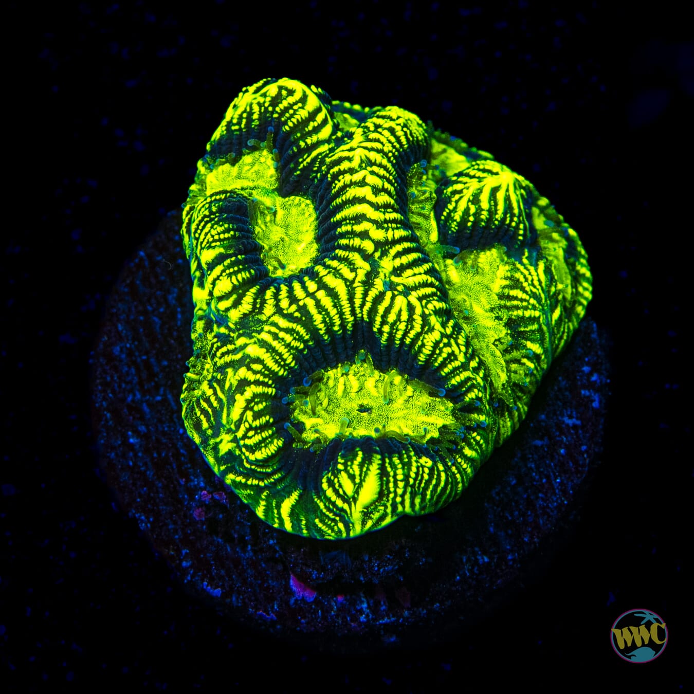 WWC Radioactive Platygyra