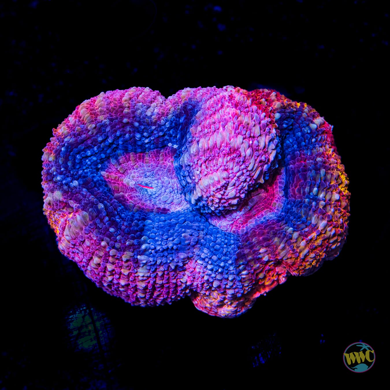 WWC Berry Power Bowerbanki