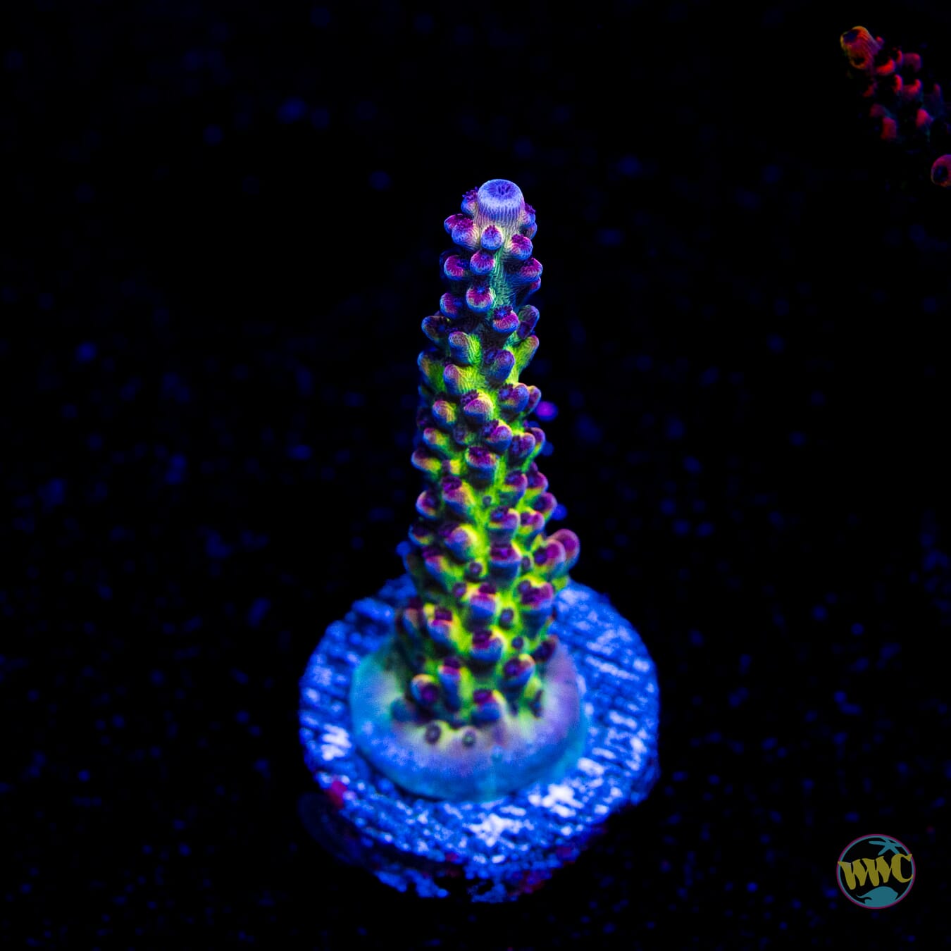 WWC Violet Vortex Acropora