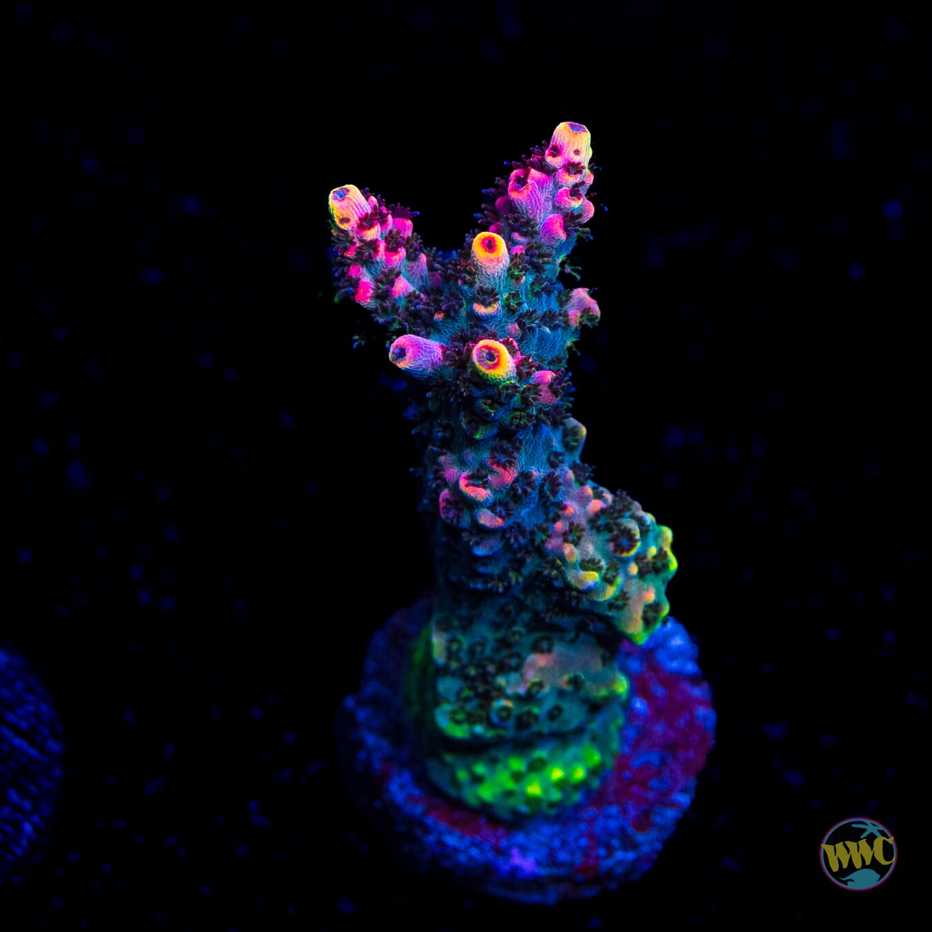 WWC Man Of Steel Tabling Acropora