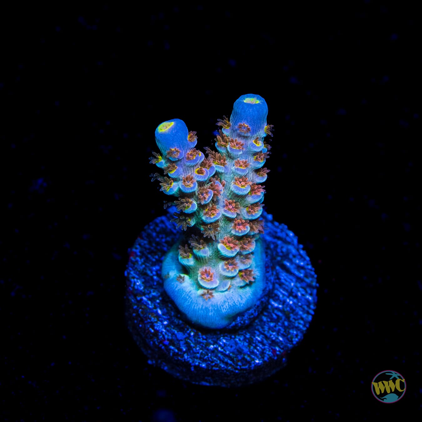 WWC Painkiller Tenuis Acropora
