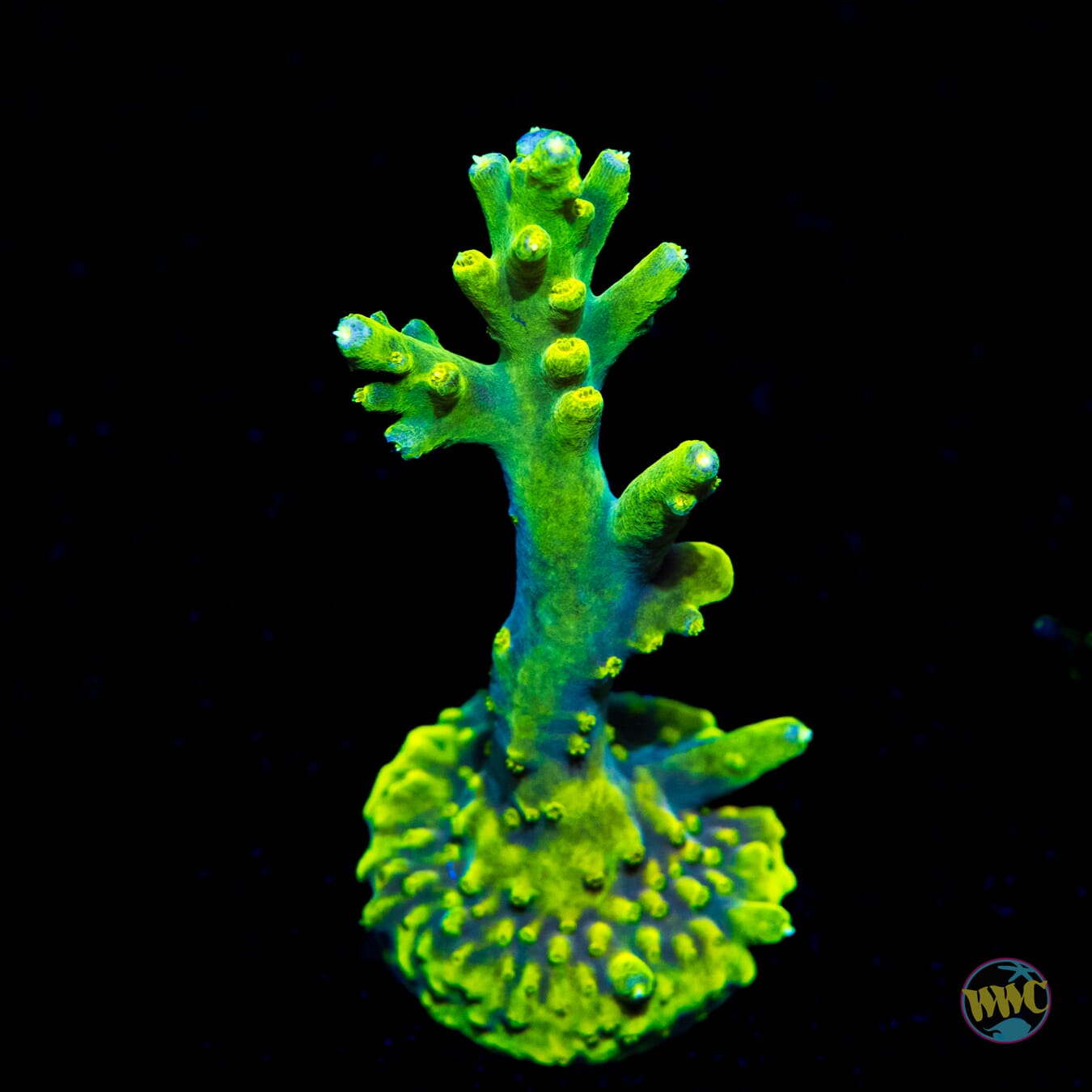 WWC Yodaz Acropora