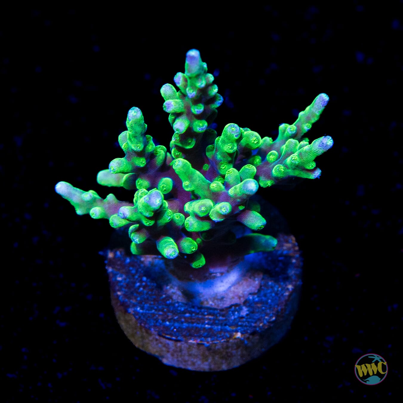 WWC Moonshine Acropora